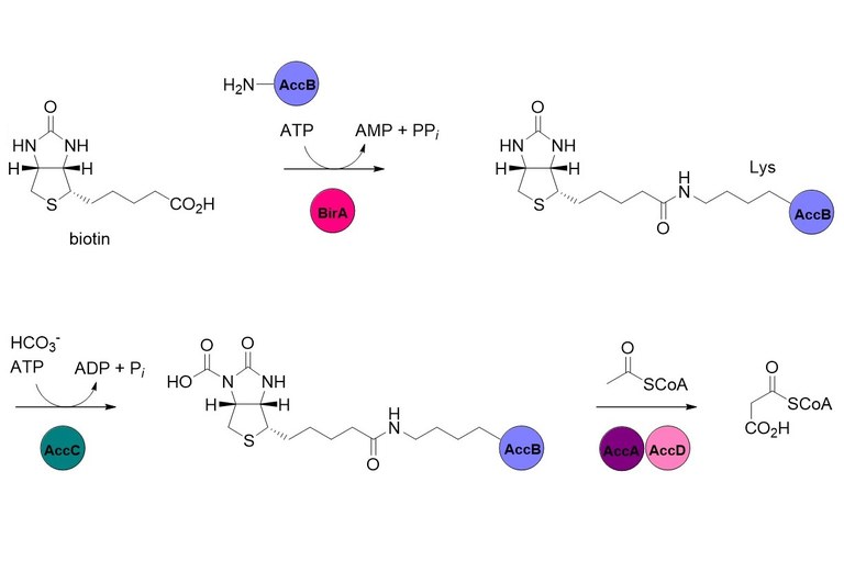 Natural Product Chemistry.jpg