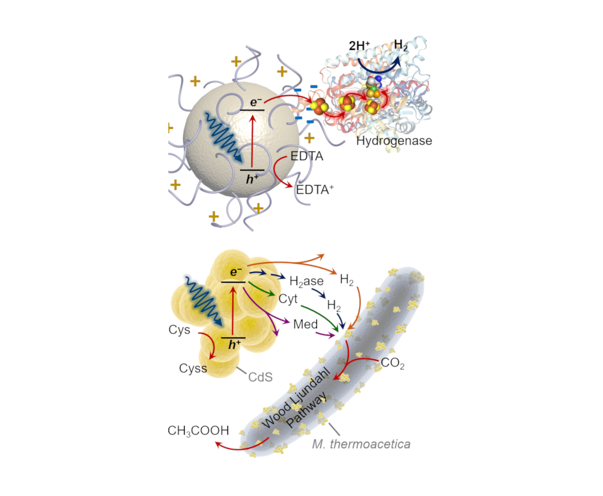 Biocatalysts and Hybrid Systems