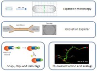 Antibiotica Bacteria2