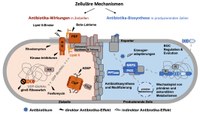 Bacterien Antibiotika