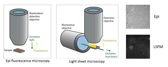 Light sheet1