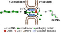 RNA transport 2